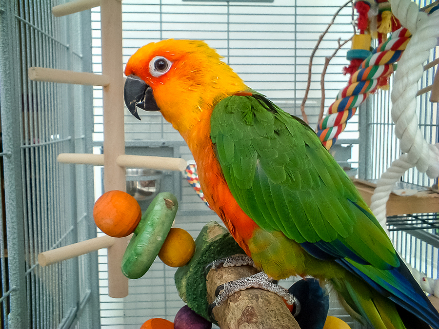 How Do You Know that Bird Toys Are a Necessity?